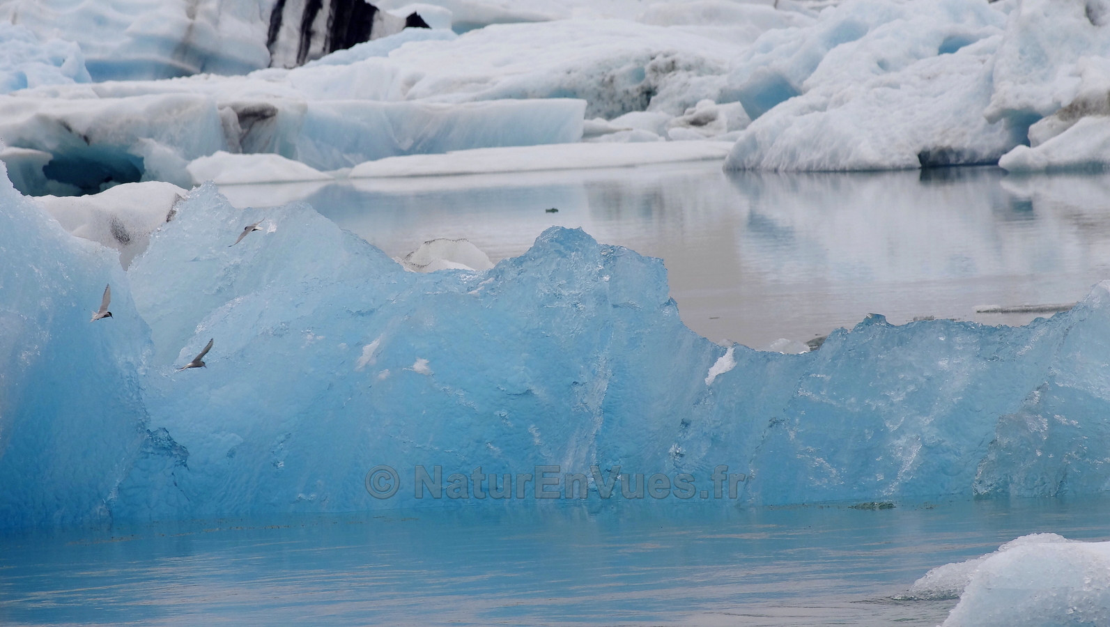 Islande, lagune glaciaire de Jökulsarlon