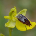 Ophrys lutea (Saint Cyr sur mer -83)