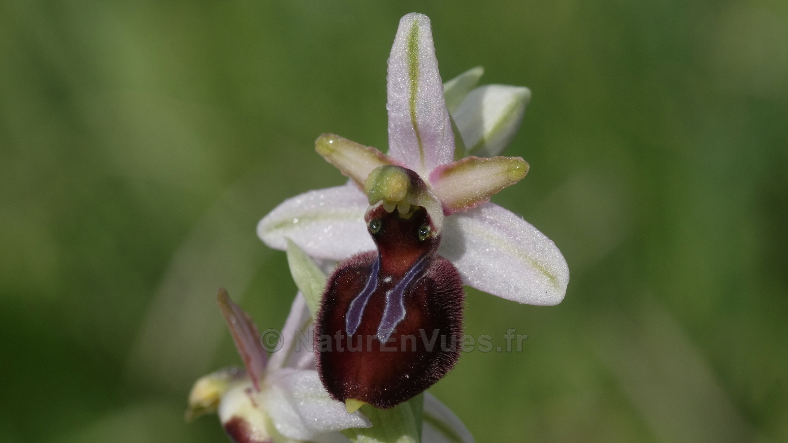 Ophrys exaltata sp arachnitiformis (Pierrefeu-83)