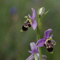 Ophrys scolopax (Rougiers-83)