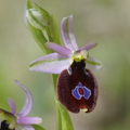 ophrys aurelia GP0149a.jpg