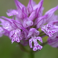 orchis tridentata GP8147.JPG