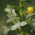 Platanthera chlorantha (Bouisse -11)
