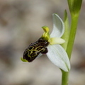 Ophrys philippi (Belgentier-83) 2.JPG