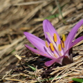 Bulbocodium du printemps  (Abriès - 05).jpg