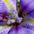 Iris inguicularis (Solliès-Pont -83)