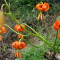 Lilium pomponium (Castellane - 04)