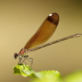 Calopteryx non déterminé (Solliès-Toucas)