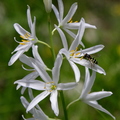 Phalangère à fleurs de Lis, Anthericum liliago  + syrphe