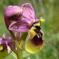 Ophrys grandiflora (Sicile).JPG