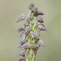 Neottinea maculata (Solliès-Pont - 83).JPG
