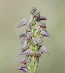 Neottinea maculata (Solliès-Pont - 83)