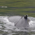 Baleine à bosses (Islande) 1.JPG