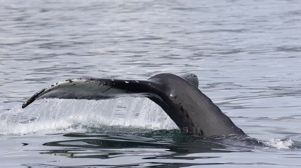 Baleine à bosses (Islande) 2.JPG