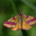 Papillon à déterminer (Luché-Pringé - 72)