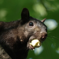 Ecureuil noir (Ottawa, Ontario)