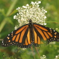 Papillon monarque (High park, Toronto)