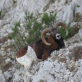 Mouflon corse (Mont Caume, Toulon)
