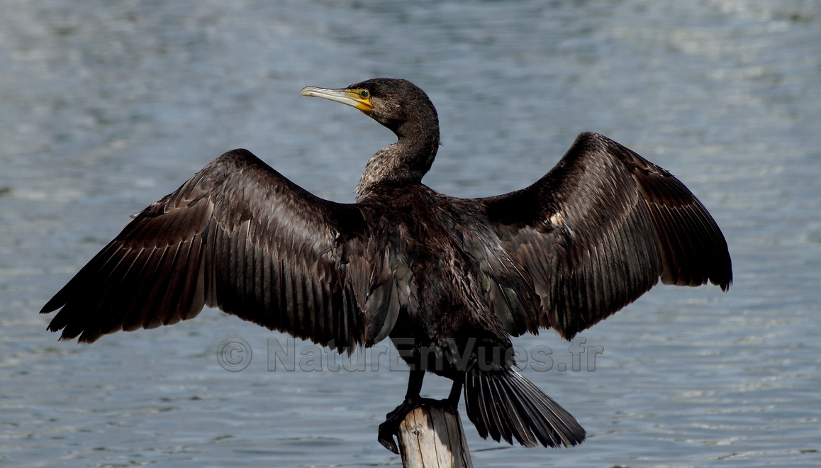 Grand cormoran (Hyères)