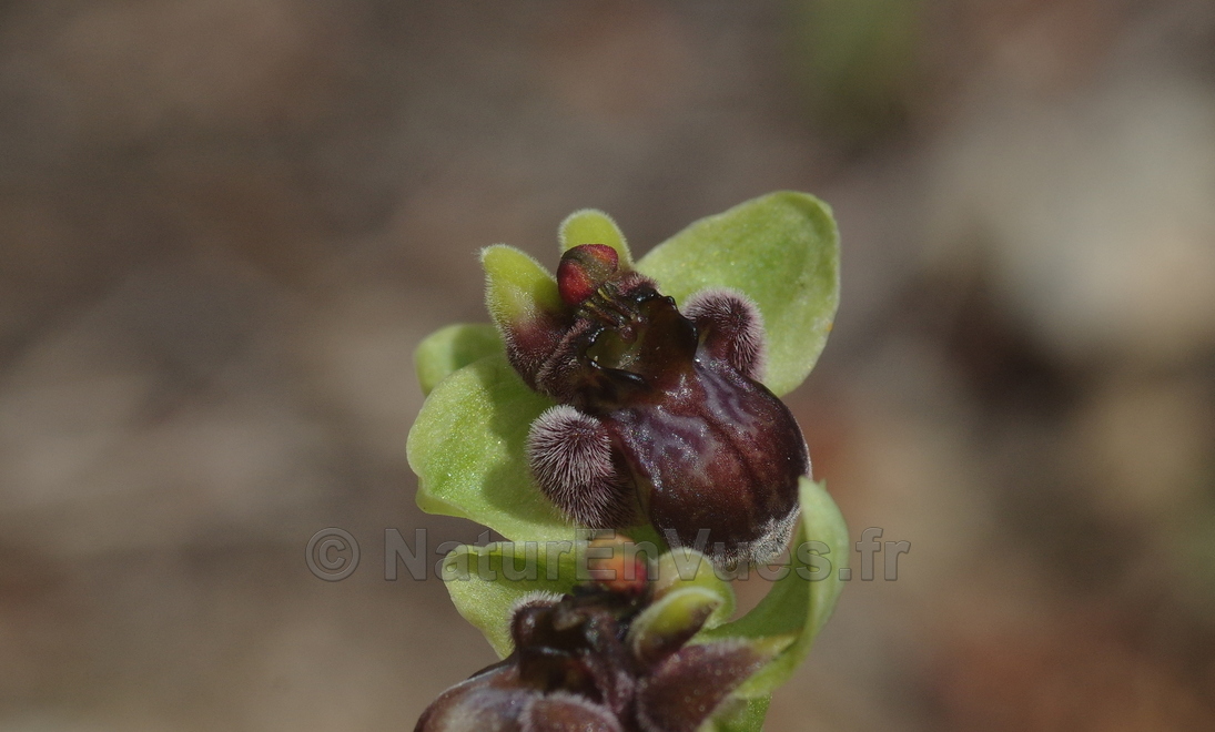 Ophrys bombyliflora (Gruissan, Aude)