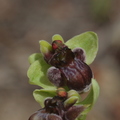 Ophrys bombyliflora (Gruissan, Aude)