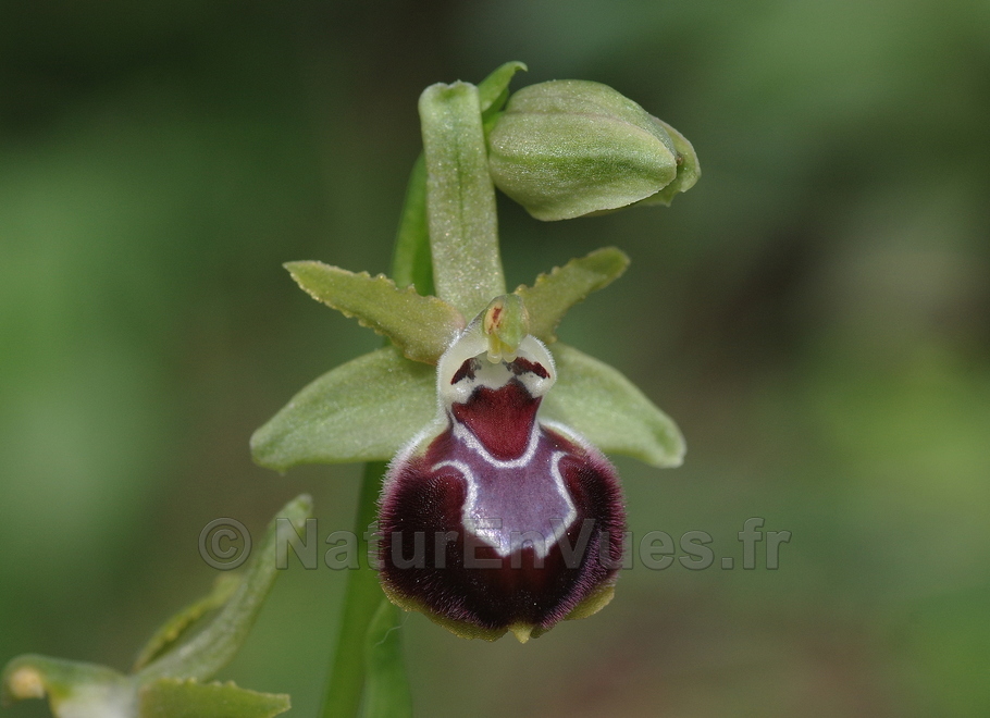 Ophrys provincialis (Cuers, Var)