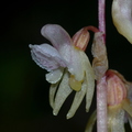Epipogon aphyllum 1 (Crots, 05)