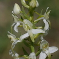 Platanthera chlorantha (Chateauroux Les Alpes, 05).JPG