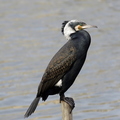 Grand cormoran (Hyères, Var) 