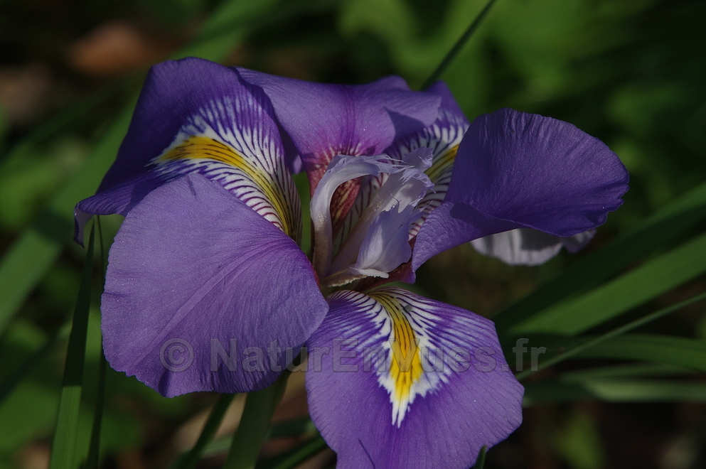 Iris unguicularis (Solliès-Pont, acclimaté)