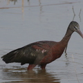 ibis garde 02a.jpg
