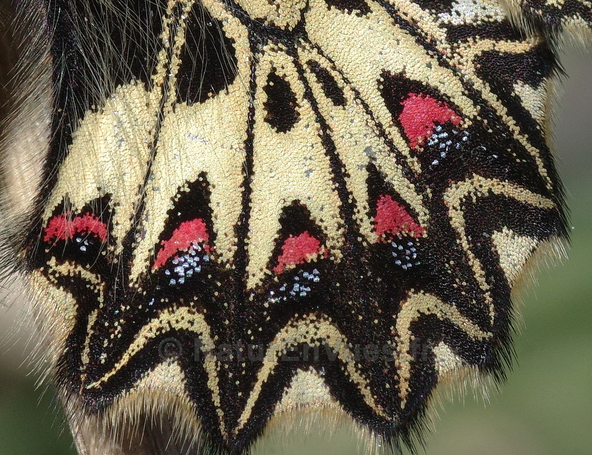 La Diane, papillon (Solliès-Toucas, Var) Détail des ailes postérieures