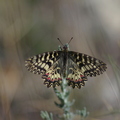 La Diane, papillon (Solliès-Toucas, Var).jpg