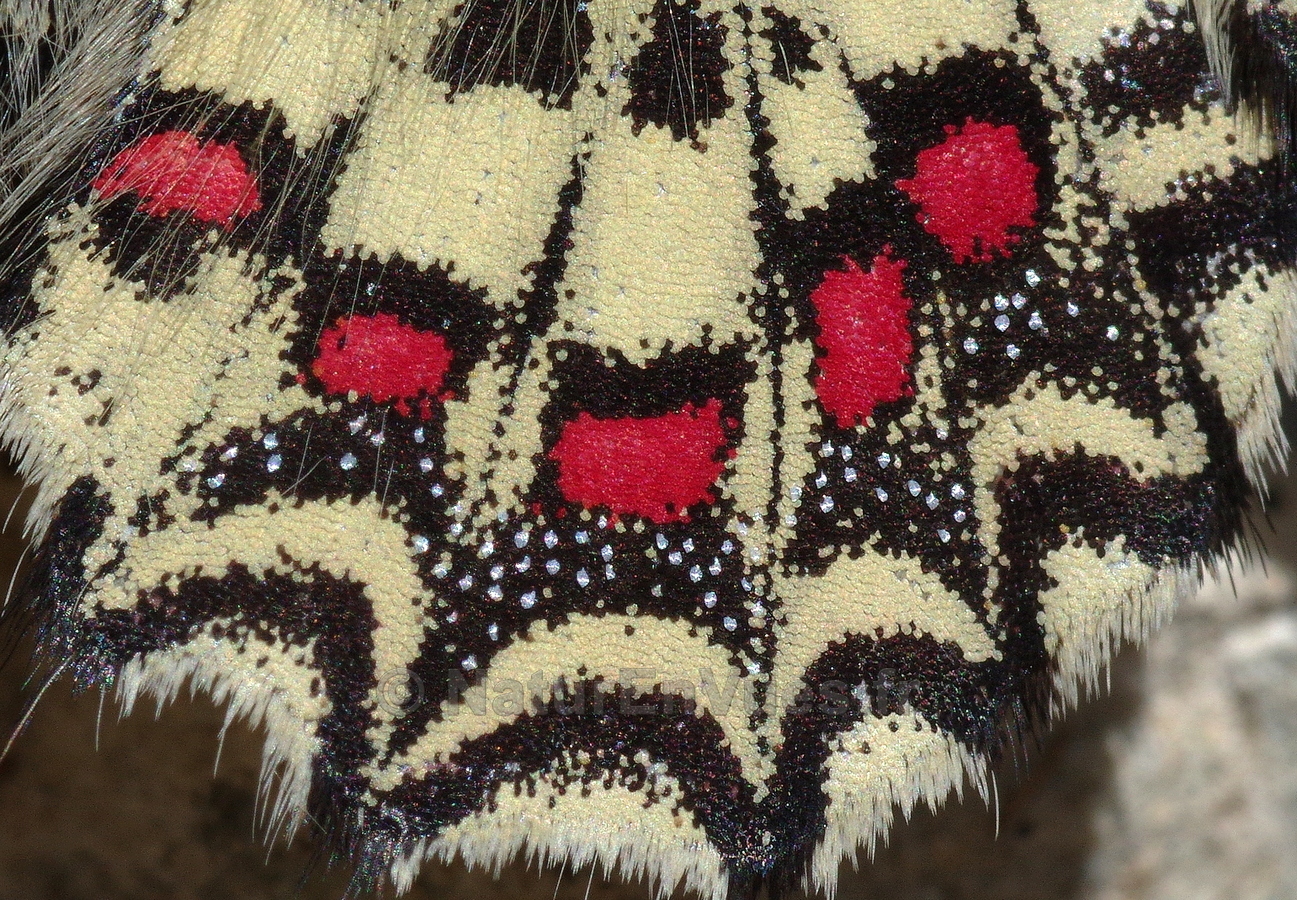 La proserpine, détail des ailes postérieures  (Solliès-Toucas, Var)