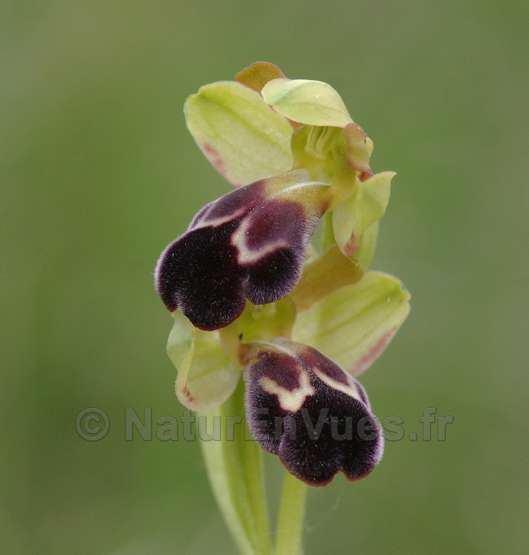 Ophrys de Gascogne (Ophrys vasconica) -  Salerm, 31