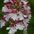 Orchis purpurea hypochrome (Gers)
