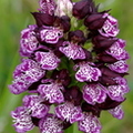 Orchis purpurea (Gers)