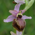 Ophrys aveyronensis, un des plus beaux représentants du genre.