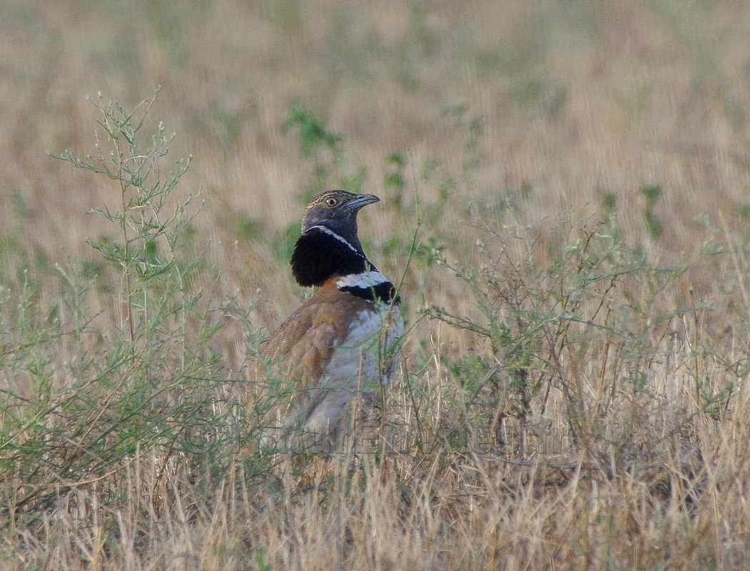 Outarde canepetière mâle - Beauvoisin, Gard