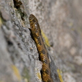 Couleuvre vipérine (Solliès-Toucas) 2