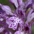 Orchis tridentata (La Roque Esclapon, 83).jpg