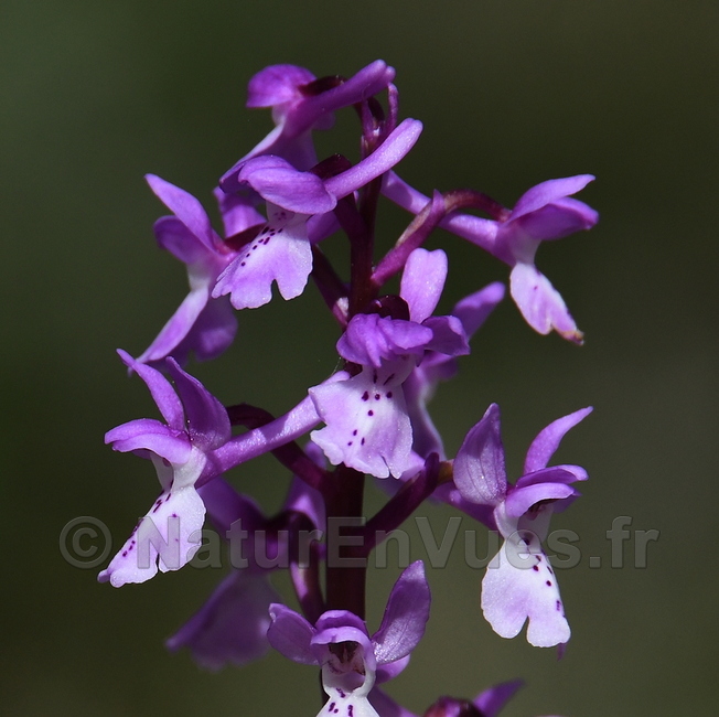 FB orchis olbiensis siou blanc 1.jpg