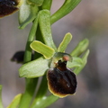 Ophrys virescens  (La Valette, Var)