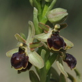 Ophrys virescens  (La Valette, 83)