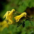 Corydalle jaune (Chateauneuf,21)