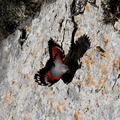 Tichodrome échelette, "l'oiseau papillon", en chasse sur la falaise (Sainte Baume, Var)