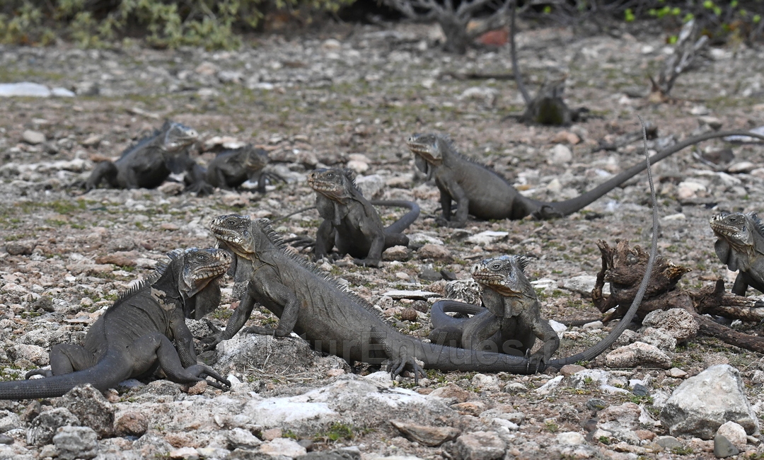 Iguane des petites antilles (La Désirade, Guadeloupe) 1.jpg