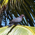 Pigeon à cou rouge (La Désirade, Guadeloupe).jpg