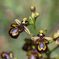 FB Ophrys speculum 2022 1.jpg