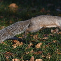 FB ecureuil gris quebec 1725.JPG